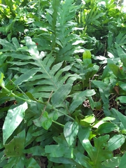 Microsorum scolopendria