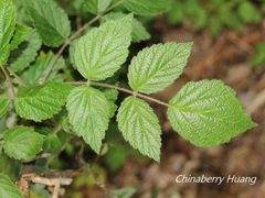 Rubus parviaraliifolius