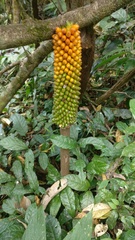 Amorphophallus sylvaticus