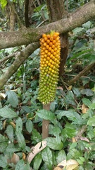 Amorphophallus sylvaticus