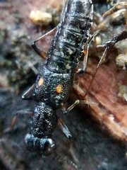 Stenus bimaculatus