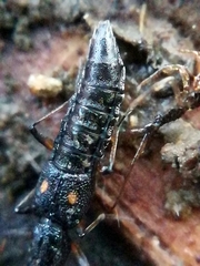 Stenus bimaculatus