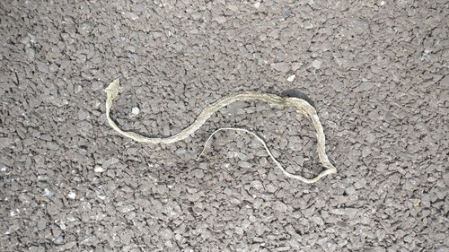 Northern Vine Snake, Ahaetulla borealis