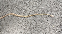 Boiga