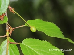 Prunus transarisanensis