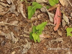 Aristolochia shimadae