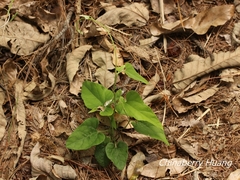 Aristolochia shimadae