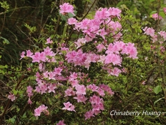 Rhododendron noriakianum