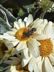 Eristalis croceimaculata