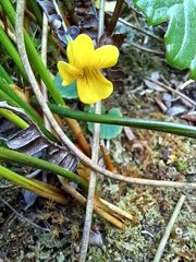 Viola magellanica