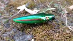 Chrysochroa rajah