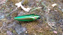 Chrysochroa rajah