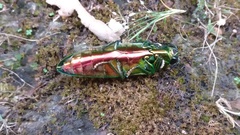 Chrysochroa rajah