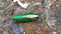 Chrysochroa rajah