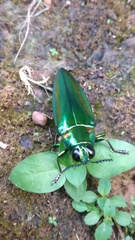 Chrysochroa rajah