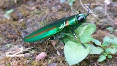 Chrysochroa rajah