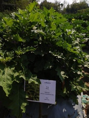 Solanum aculeatissimum