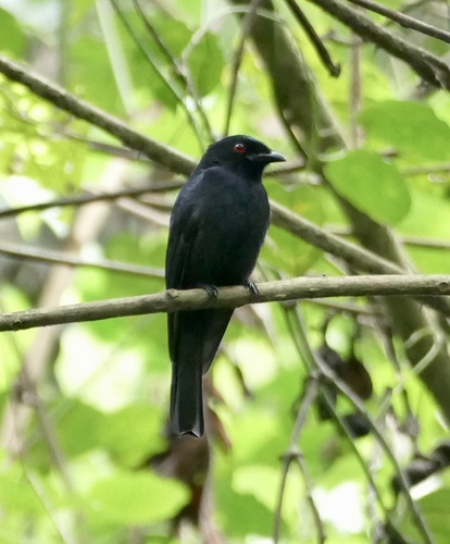 Sharpe's Drongo (Dicrurus sharpei), photo 4
