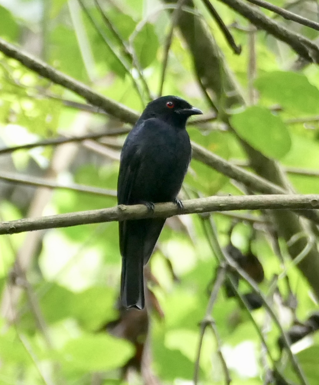 Sharpe's Drongo (Dicrurus sharpei), photo 6