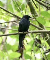 Dicrurus occidentalis