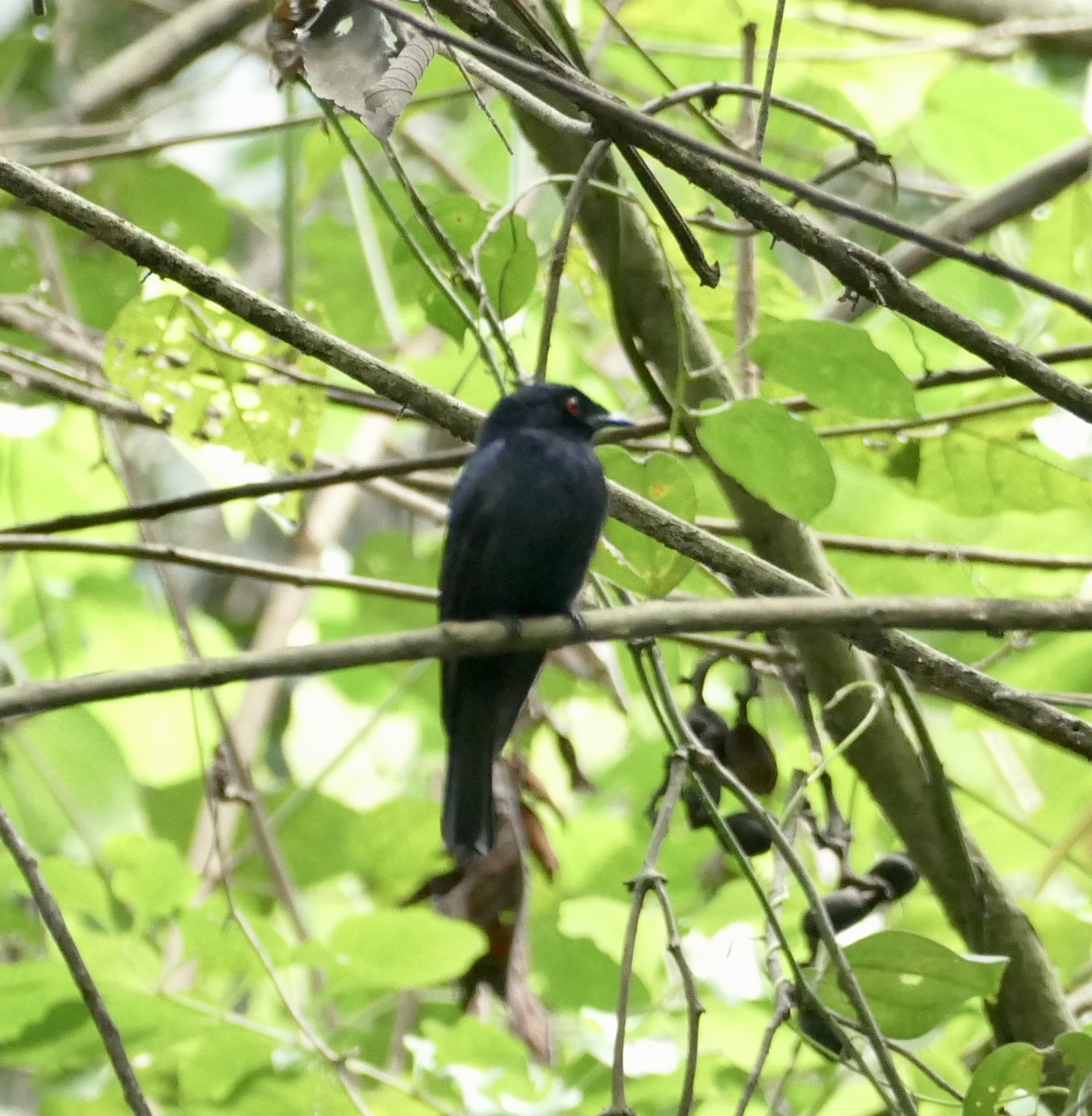 Sharpe's Drongo (Dicrurus sharpei), photo 7