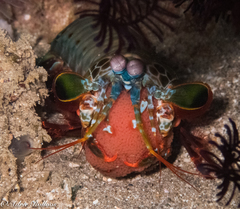 Odontodactylus scyllarus