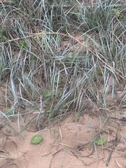 Spinifex sericeus