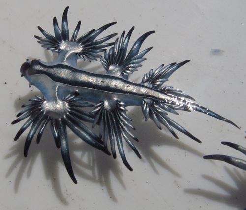 Sea Swallow