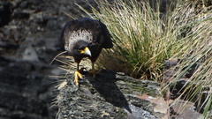 Daptrius australis