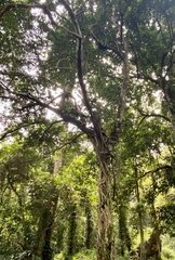Ficus ovata