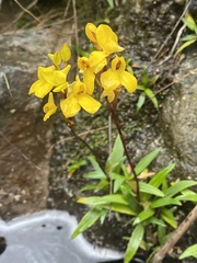 Disa aurata