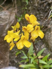 Disa aurata