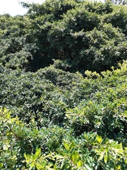 Ficus natalensis