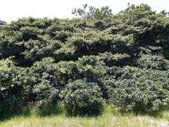 Ficus natalensis