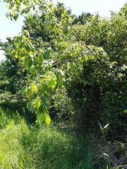 Grewia occidentalis occidentalis