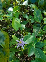 Grewia occidentalis occidentalis