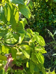 Grewia occidentalis occidentalis