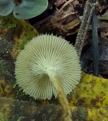 Lentinus berteroi