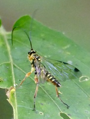 Echthromorpha