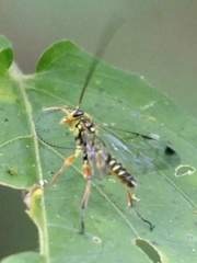 Echthromorpha