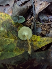 Lentinus berteroi