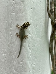 Lygodactylus picturatus