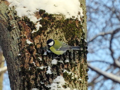 Parus major