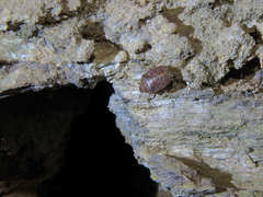 Dryadocoris apicalis