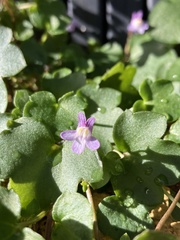 Cymbalaria muralis