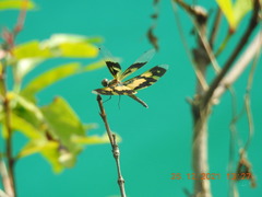Rhyothemis variegata
