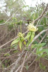Maerua juncea crustata