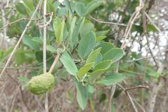 Maerua juncea crustata