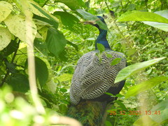 Pavo cristatus