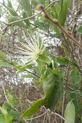 Maerua juncea crustata